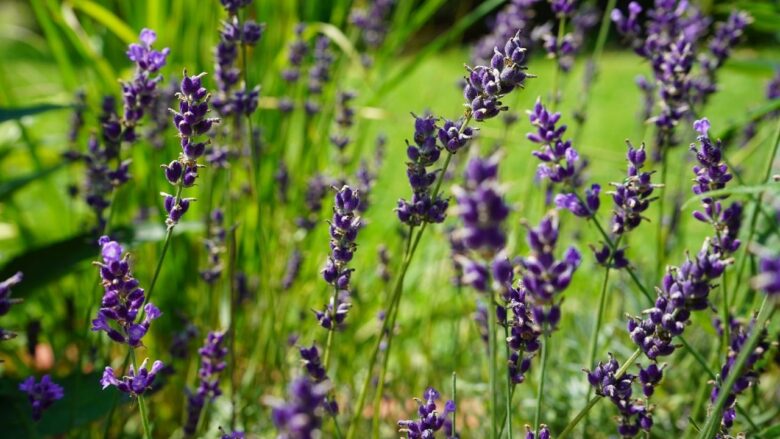 Natural Way to Keep Bugs Away Lavender