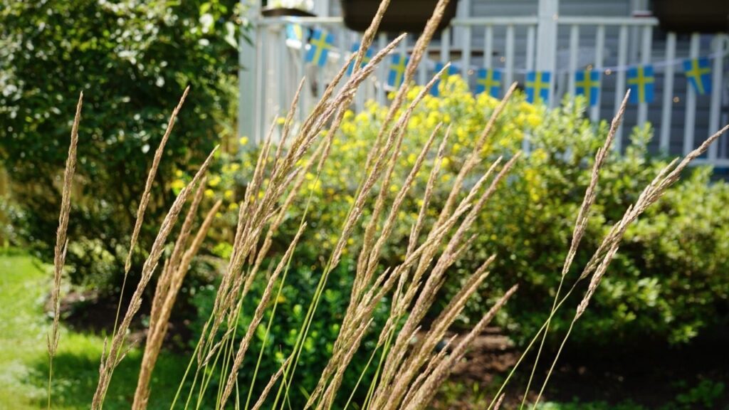 Victorian Farmhouse Grass