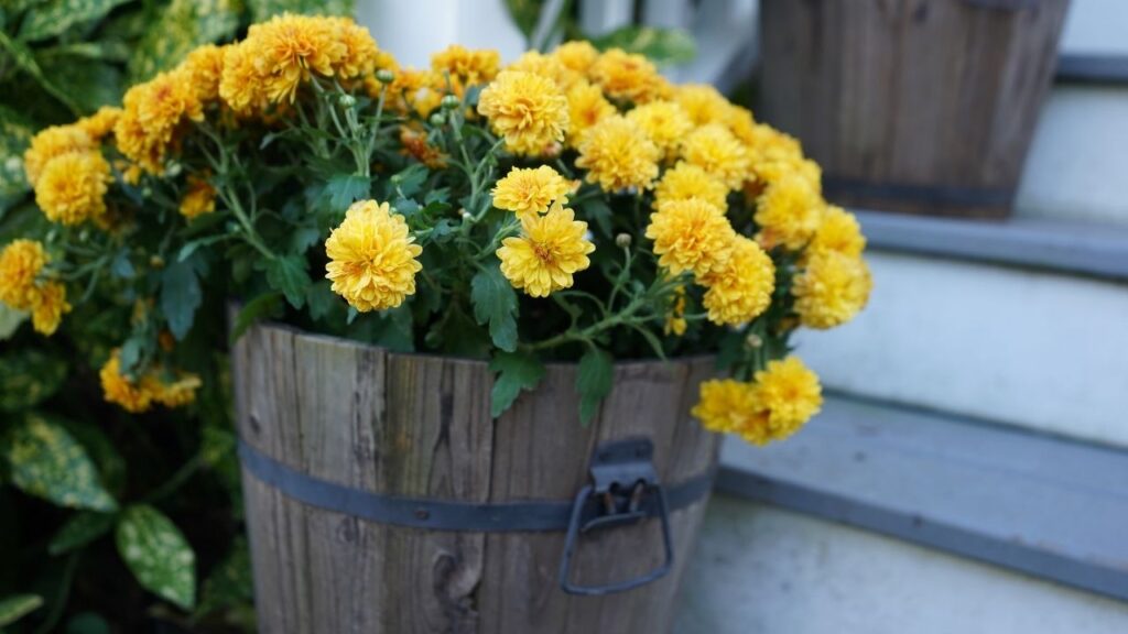 Greening an old house rain barrel plants