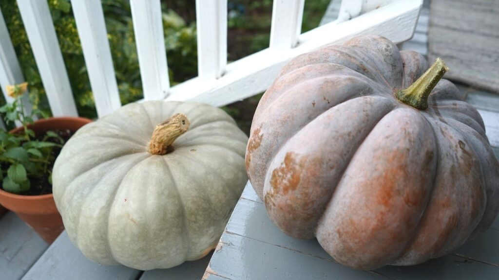 Fall Pumpkins Scandinavian Farmhouse Fall Decor