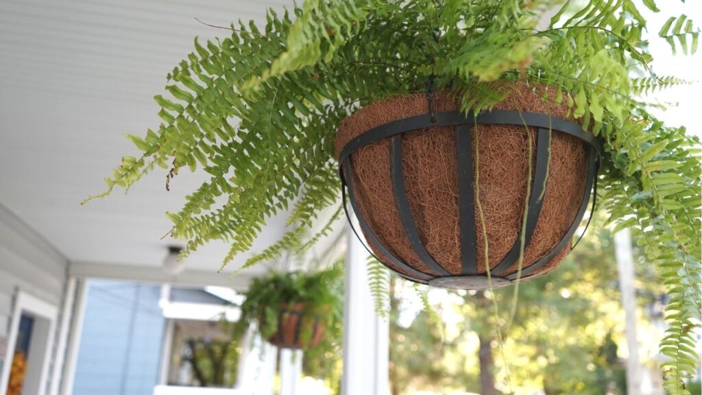 Fall Porch Decor Hanging Ferns