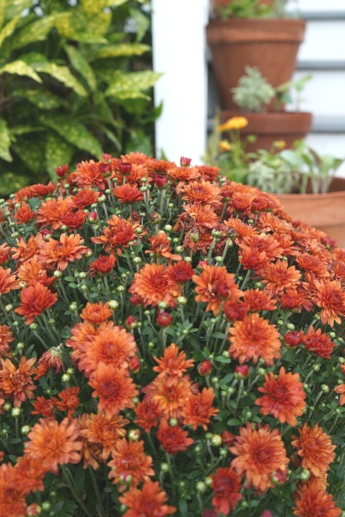 Fall Front Porch Mums