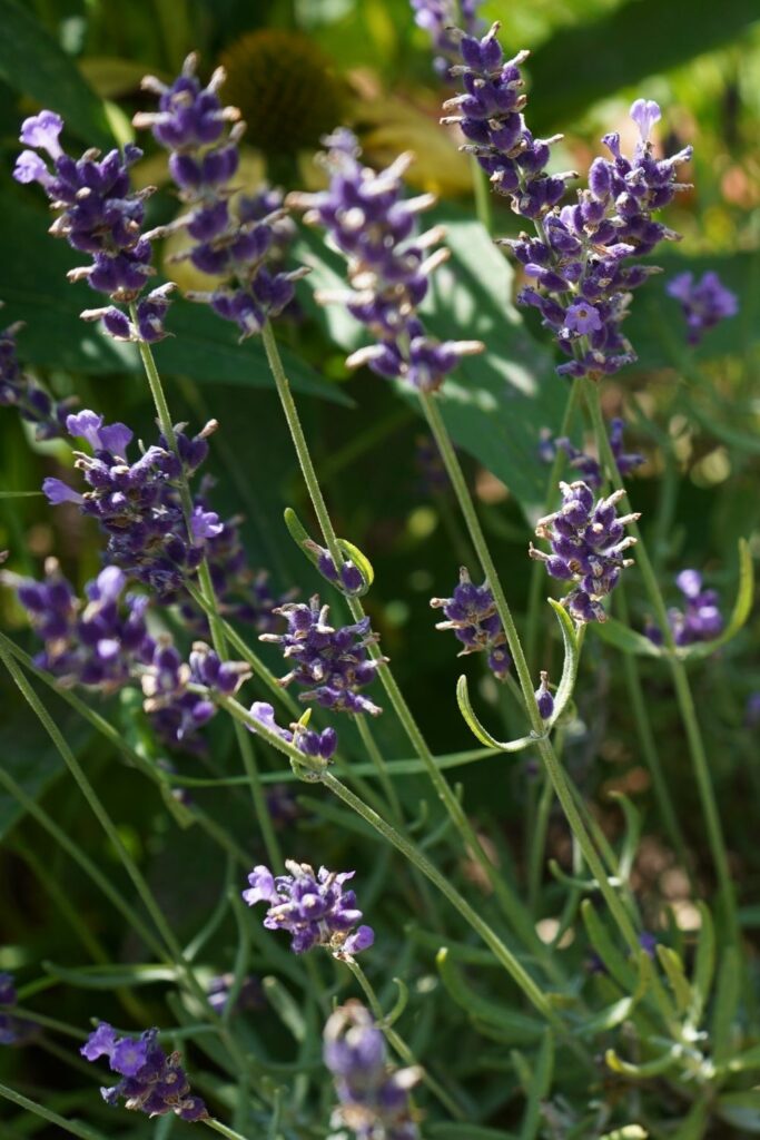 Lavender housewarming gift