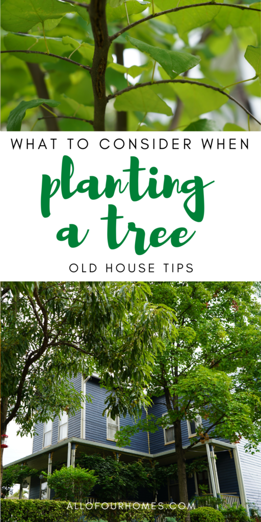 What to consider when planting a tree