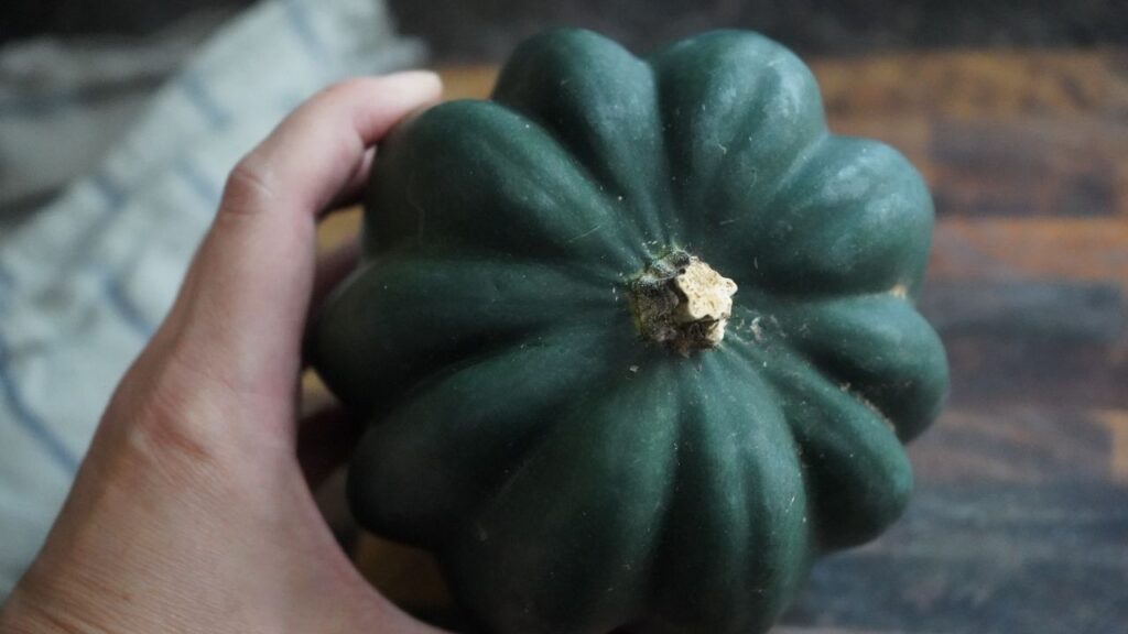 Acorn Squash front