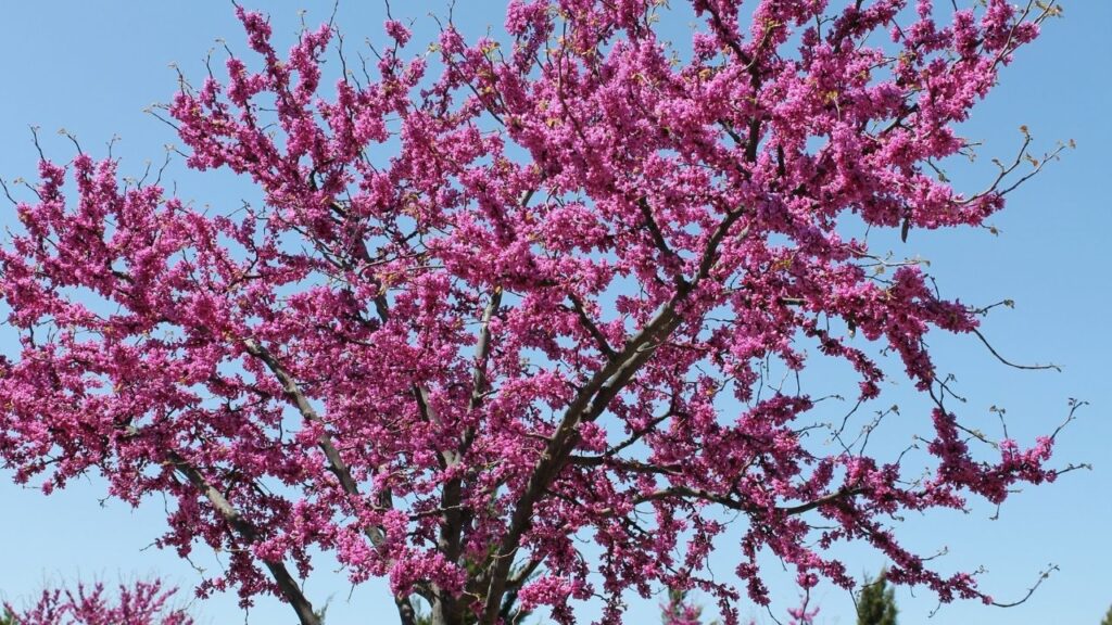 American Redbud What tree to plant flowers