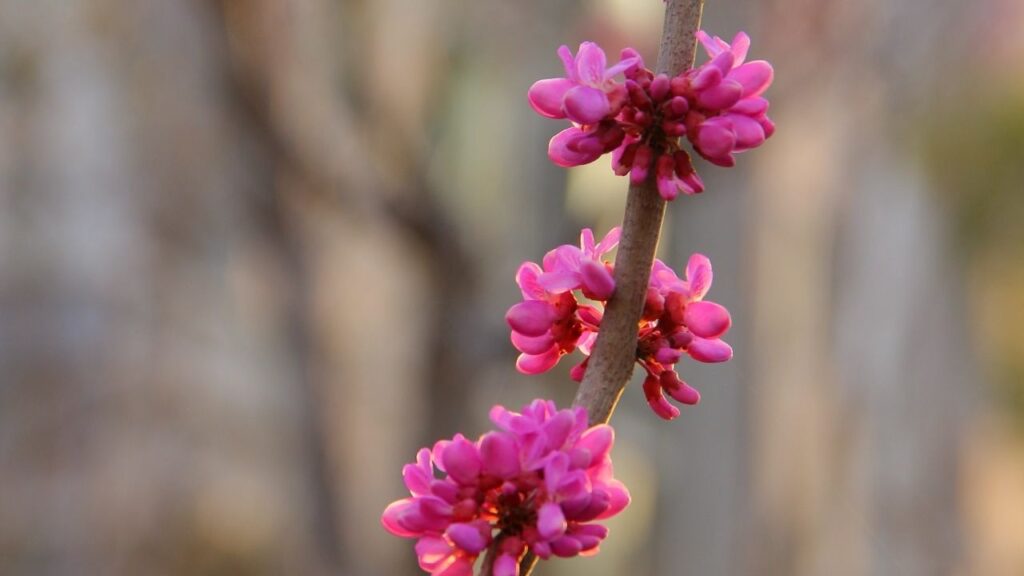 American Redbud What tree to plant