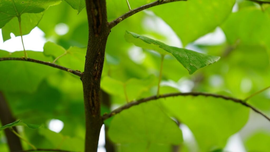 American Redbud Planting a Tree