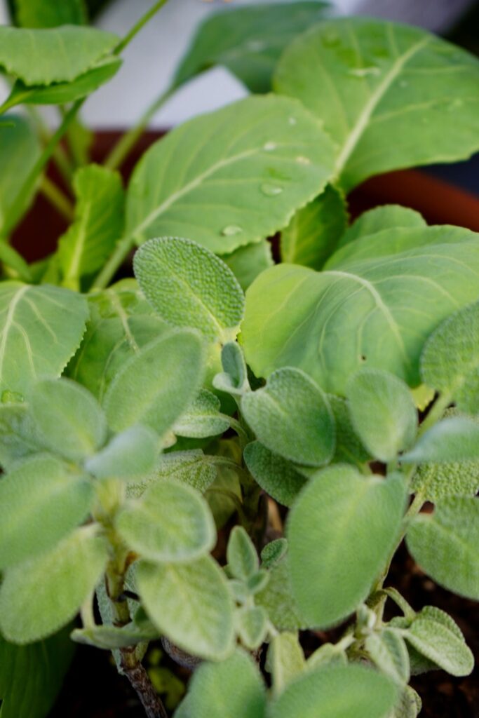 Planted Collard Greens and Sage