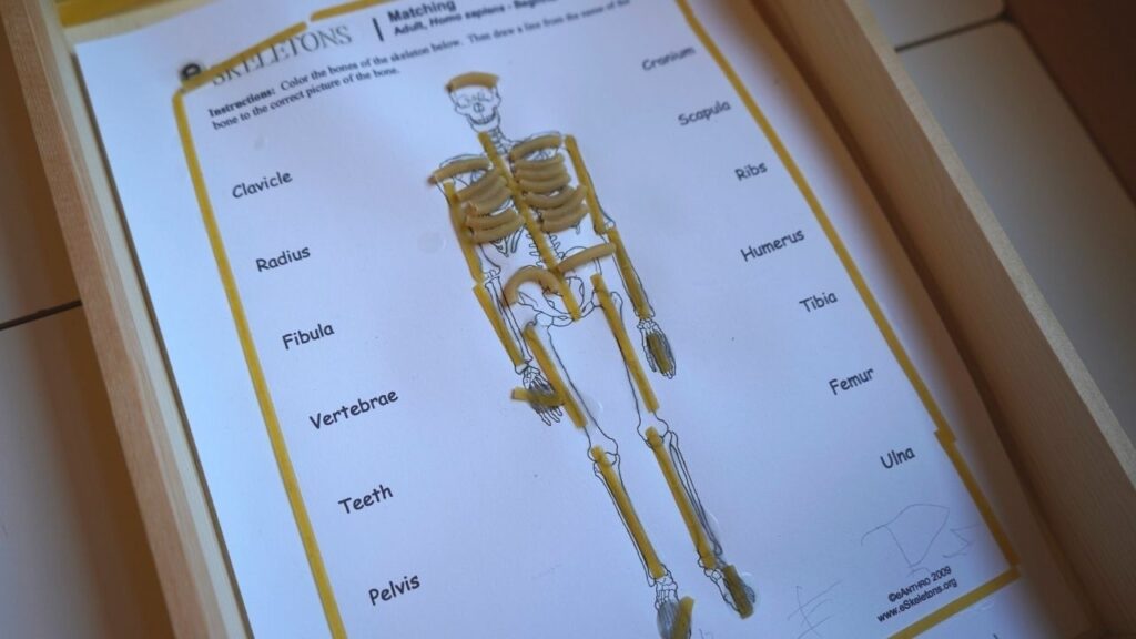 Montessori Human Body Skeleton activity