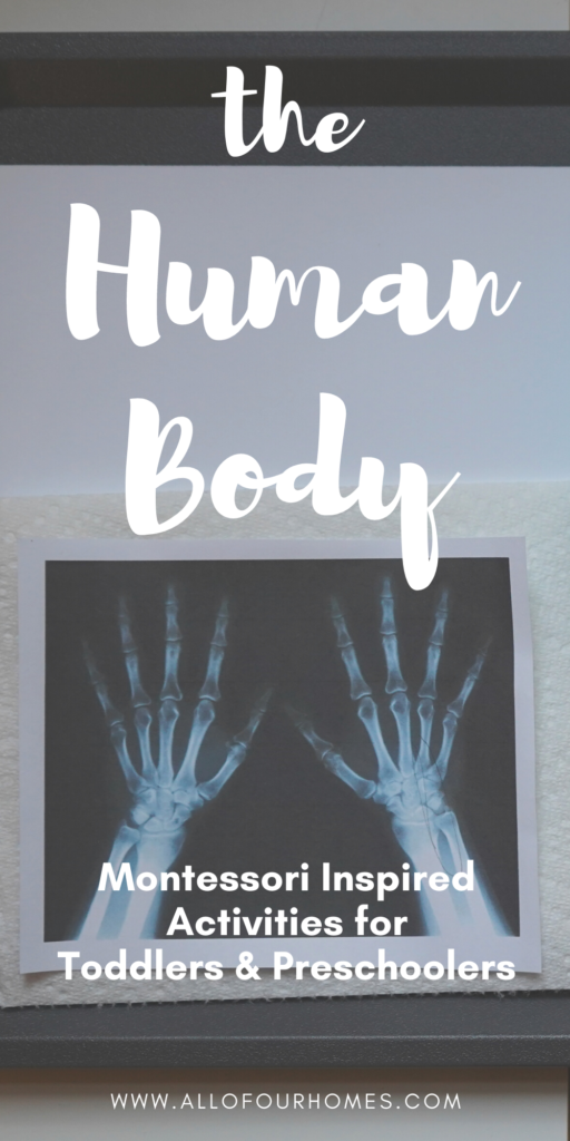 Human Body Montessori Activities