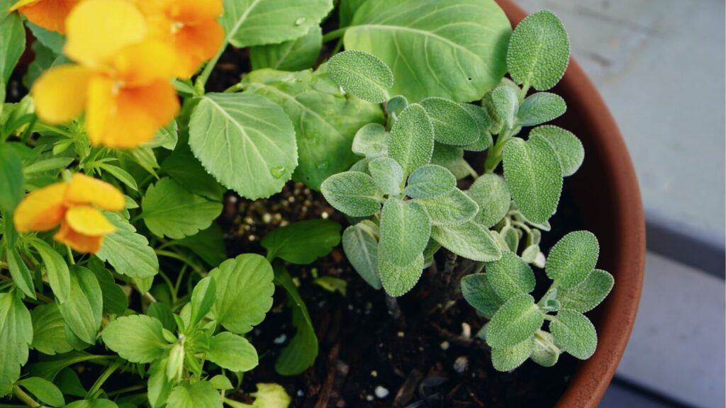 Simple Fall decor herbs